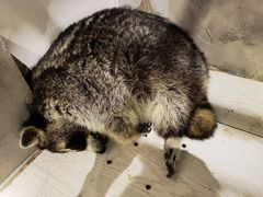 -浣熊柯尔鸭土拨鼠·电玩咖