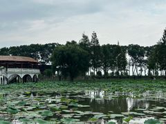 -洪湖生态旅游区