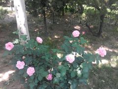 android_upload_pic-尚水元休闲自助餐厅(淄川店)