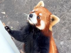 -合肥野生动物园