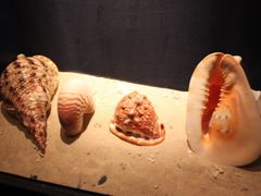 -亚龙湾中心广场·贝壳馆