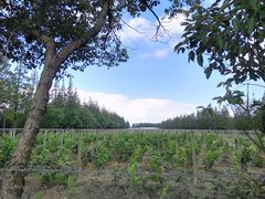 -长兴岛郊野公园农场食堂