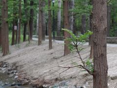 -白水寺森林公园