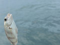 -深圳海钓·深圳钓鱼·拓展聚会鱼排