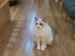 -滚猫咖啡·猫咖·猫友好撸猫(未来城店)