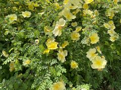 -东来顺铜锅炭火涮肉(上地华联店)