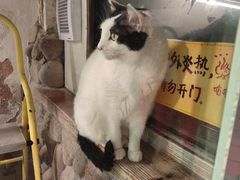 -猫咪博物馆(顶澳仔猫街店)