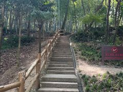 -上海佘山国家森林公园天马山园