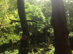 -绿光森林餐厅