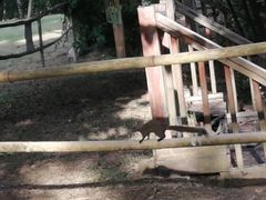 -南宁良凤江国家森林公园