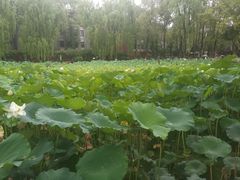 -四川大学(望江校区)