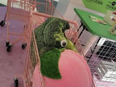 -gaga(深圳福田星河COCO Park店)