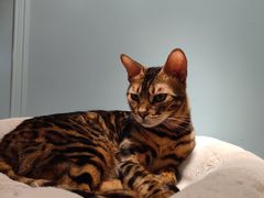 -安格丽娜·狗咖·猫咖羊驼咖(春熙路百盛商场店)