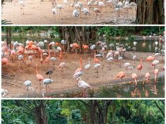 -广州长隆野生动物世界