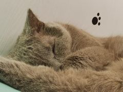 -猫小院猫主题餐厅(三里屯店)