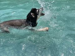 -汪说喵讲宠物乐园宠物酒店(红星美凯龙店)