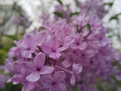 -咸阳湖景区-古渡公园