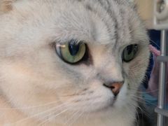 -pd派德宠物中心医院24H急重症·眼科中心·血液透析中心(嵩山北路店)