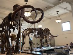 -美国自然历史博物馆