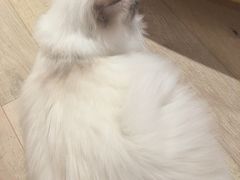 -CAT’S MEWSTAR CAFE·喵星球猫屋(晴湾咖啡店)