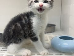 -lincat·猫舍(广州店)