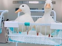 -怪兽屋·羊驼·猫咖·狗咖(俊华广场店)