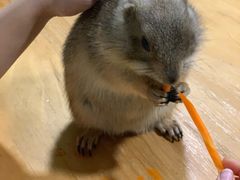 -藦茜花园宠物主题亲子互动体验馆(国顺东路店)