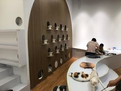 -COLOR PETS 撸猫馆·购猫·猫咖(长风大悦城店)