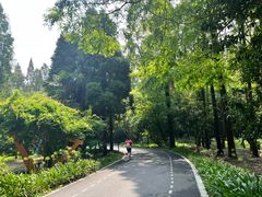 -东平国家森林公园