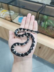 -Moni星球萌宠·小马宝莉·灵蛇·高端高阶全萌宠互动体验俱乐部(红豆国际广场店)