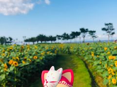 -野狸岛