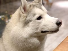 -百好乐宠物友好餐厅(朝外大街店)