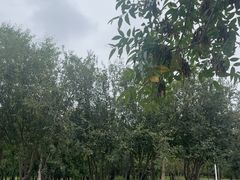 -绿堤公园