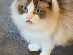 -喵屿·大理花园猫咖