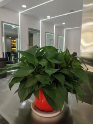 -Coo Hair salon