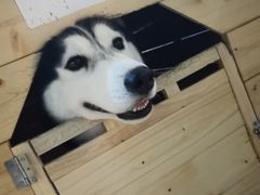 海参-Husky Go! 哈士奇体验馆·宠物咖啡厅狗咖