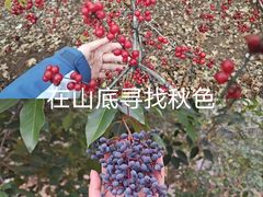 -佛慧山