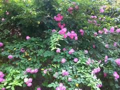 -西湖风景区-江洋畈生态公园