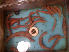 海肠..神奇的动物-今鲜源大酒店·中华餐饮名店(新湛路店)