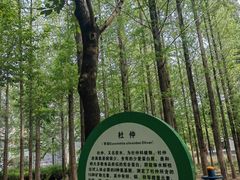 -黄河故道国家森林公园