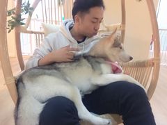 -Husky Go! 哈士奇体验馆·宠物咖啡厅狗咖