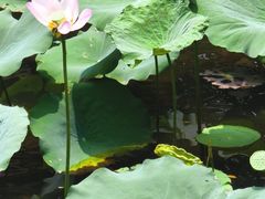 -荔湾湖公园