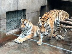 -西安秦岭野生动物园