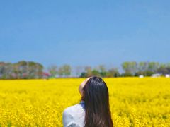 -西京湾花海