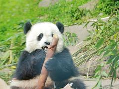-都江堰中华大熊猫苑