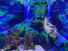 -芜湖新华联大白鲸海洋公园