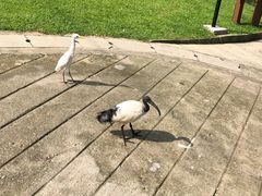 -吉隆坡雀鸟公园