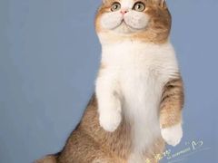 -青奢宠物·青奢猫舍