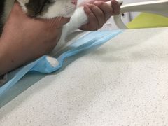 -艾吉宠物医院·疑难杂症转诊中心·猫友好(碧江路院)