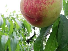 -武汉世外桃源农庄